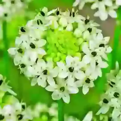 Ornithogalum